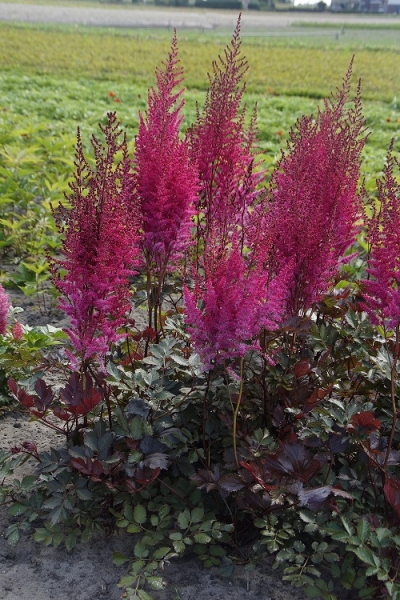 Astilbe - chinensis Mighty Chocolate Cherry